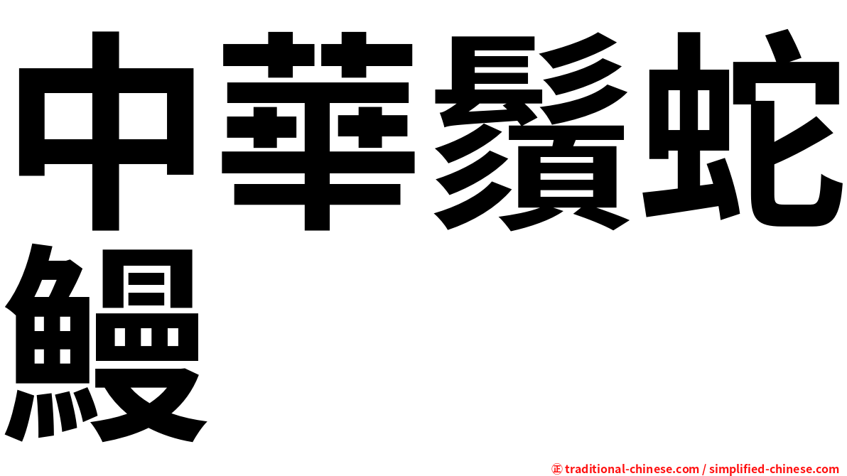 中華鬚蛇鰻