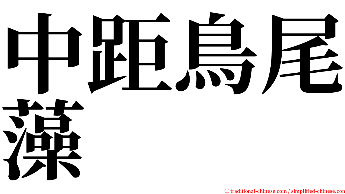 中距鳥尾藻 serif font