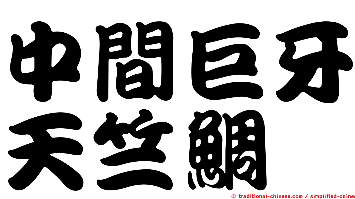 中間巨牙天竺鯛