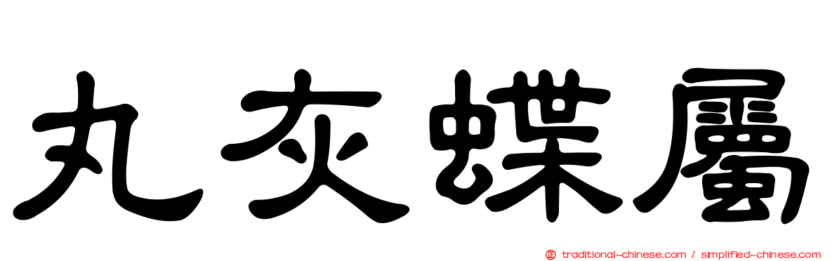 丸灰蝶屬