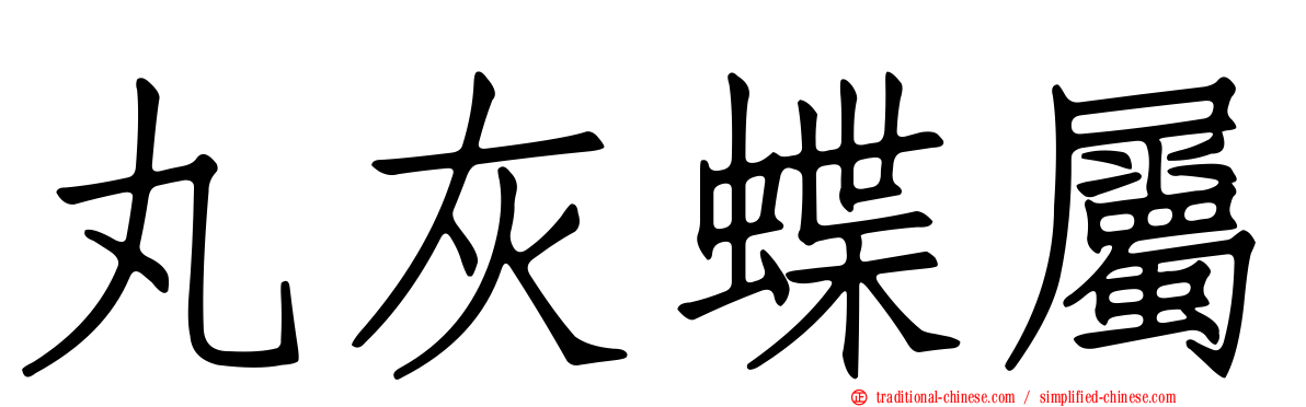 丸灰蝶屬