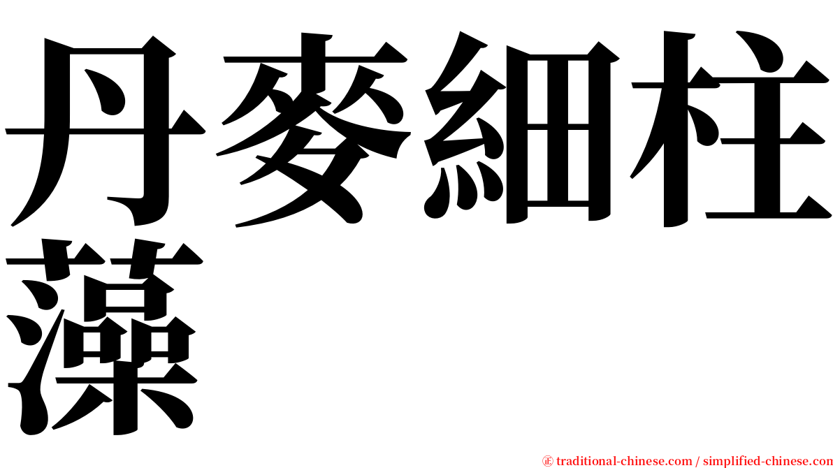 丹麥細柱藻 serif font