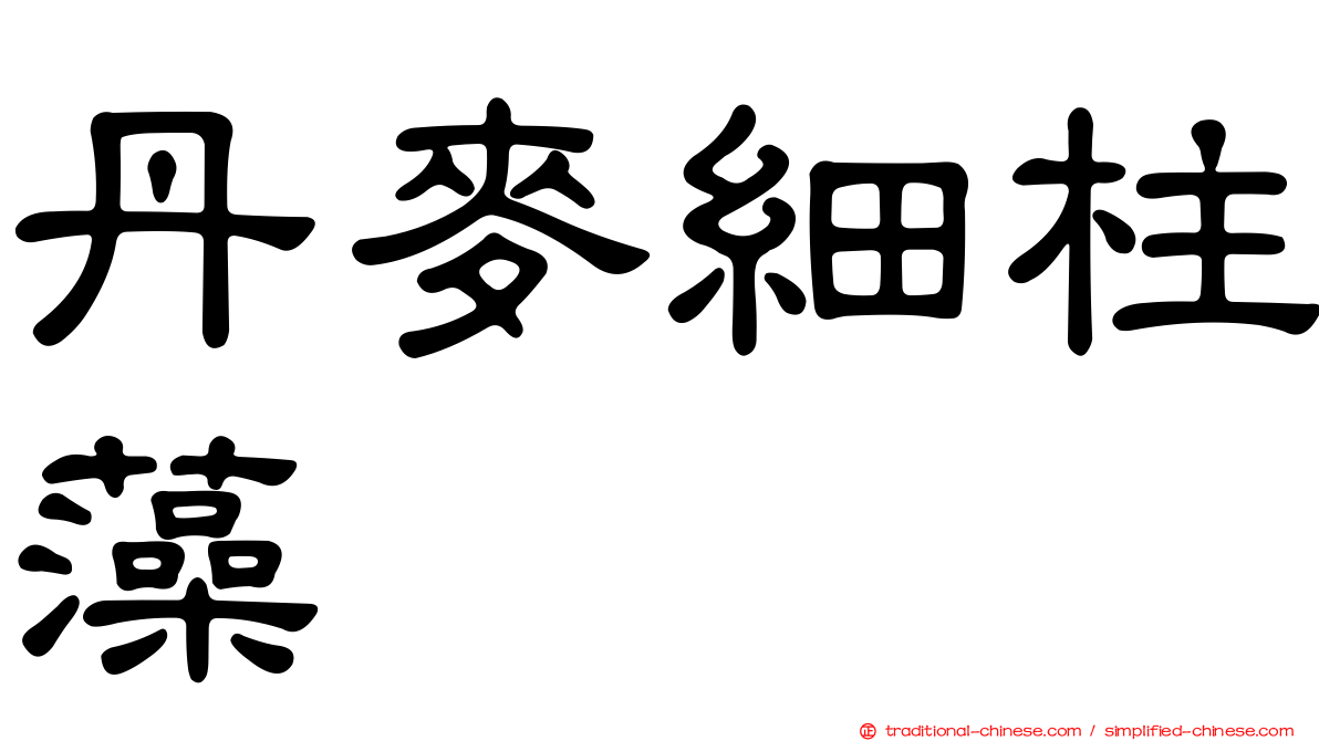 丹麥細柱藻