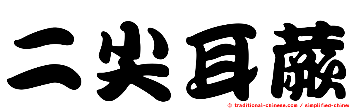 二尖耳蕨