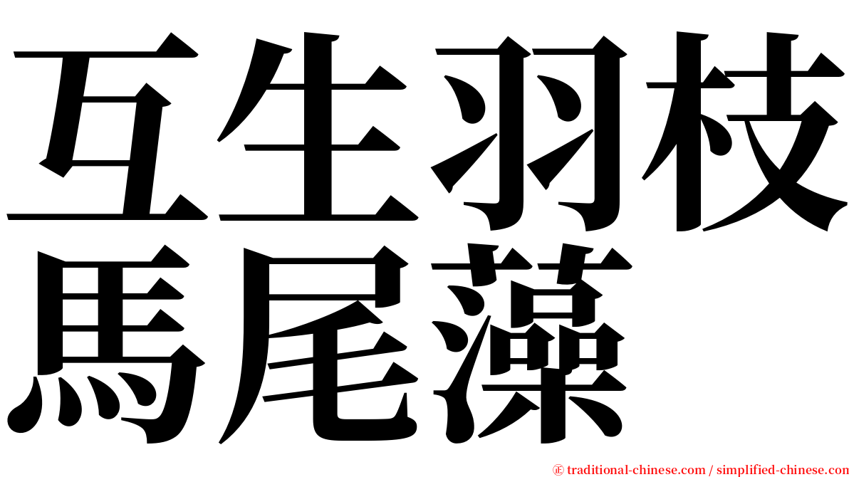 互生羽枝馬尾藻 serif font