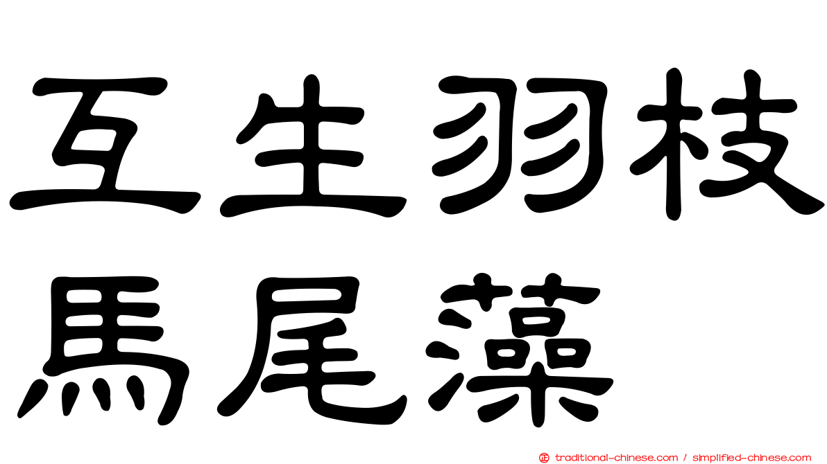 互生羽枝馬尾藻