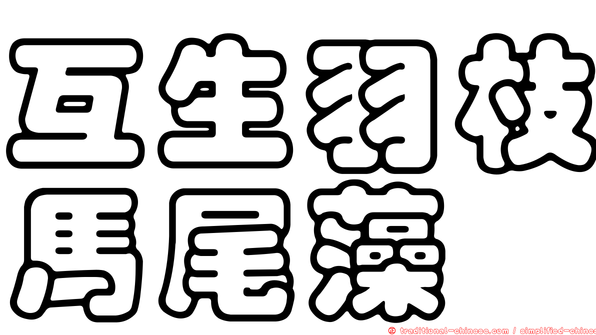 互生羽枝馬尾藻
