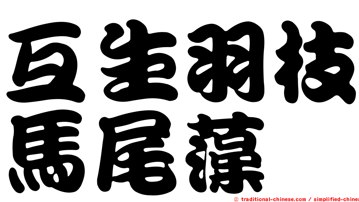 互生羽枝馬尾藻