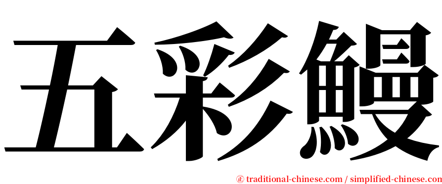 五彩鰻 serif font