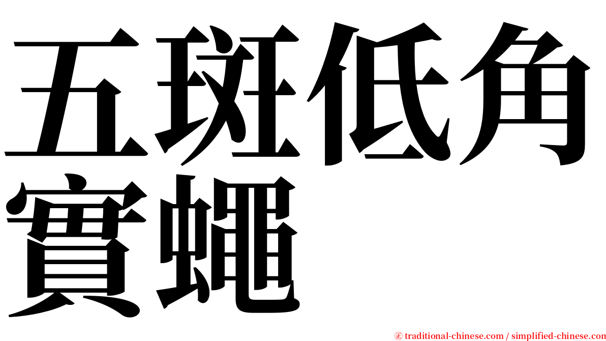 五斑低角實蠅 serif font