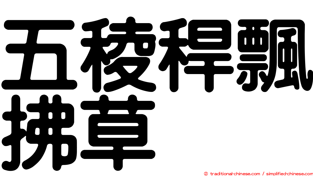 五稜稈飄拂草