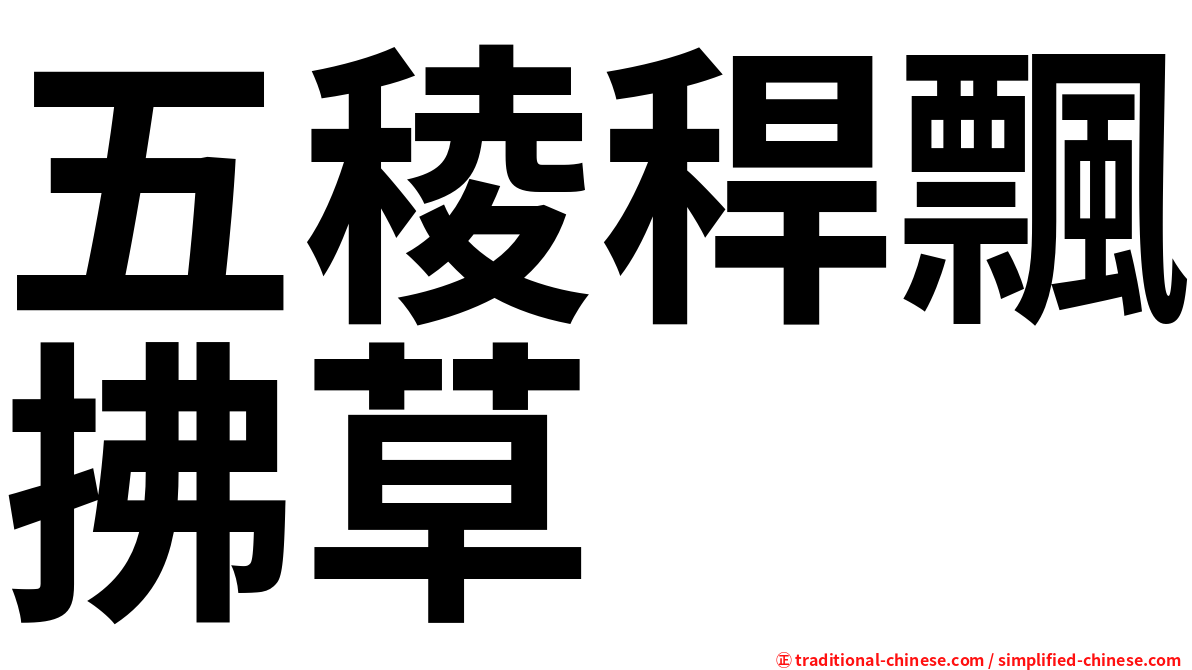 五稜稈飄拂草