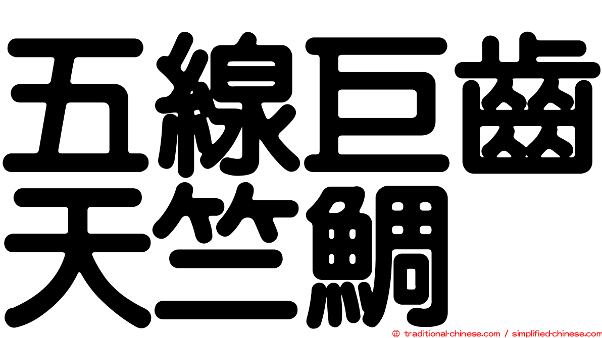 五線巨齒天竺鯛
