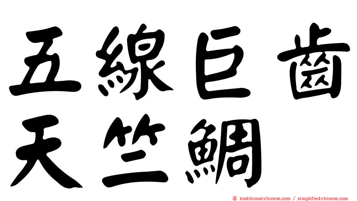 五線巨齒天竺鯛