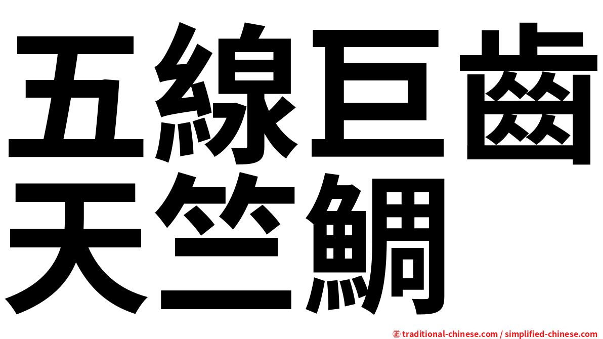 五線巨齒天竺鯛
