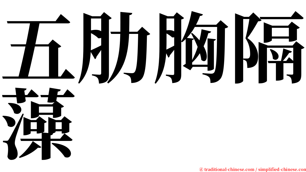 五肋胸隔藻 serif font