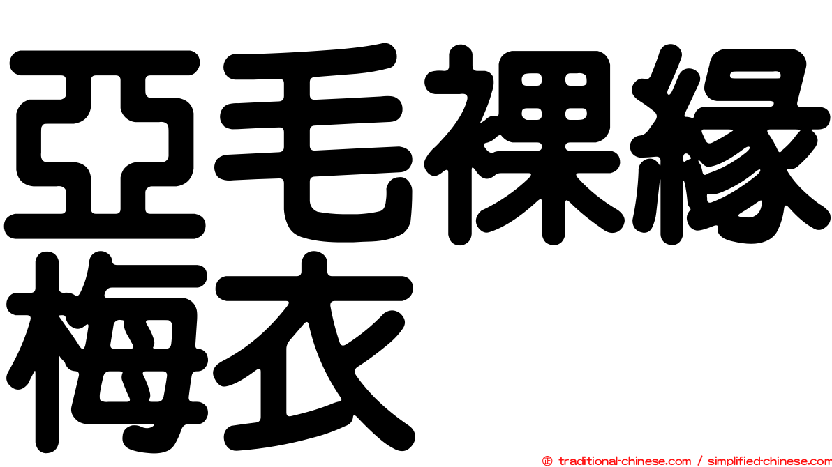 亞毛裸緣梅衣