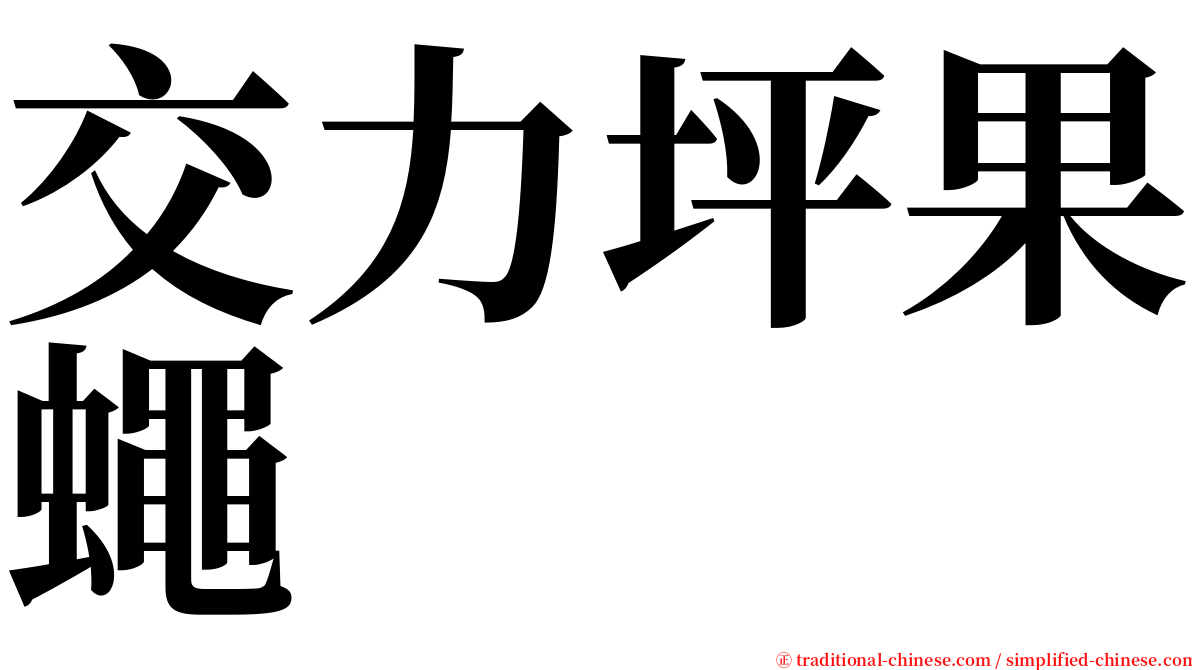 交力坪果蠅 serif font