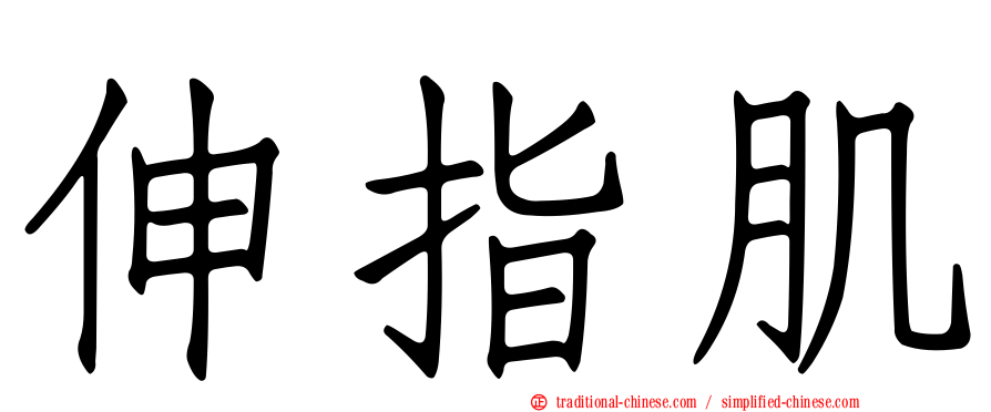 伸指肌