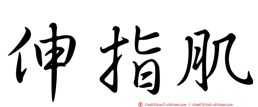 伸指肌