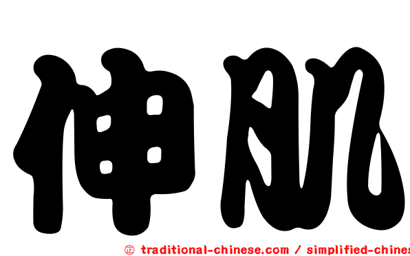 伸肌