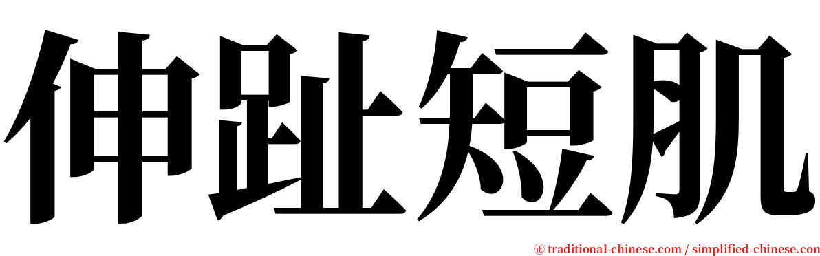 伸趾短肌 serif font