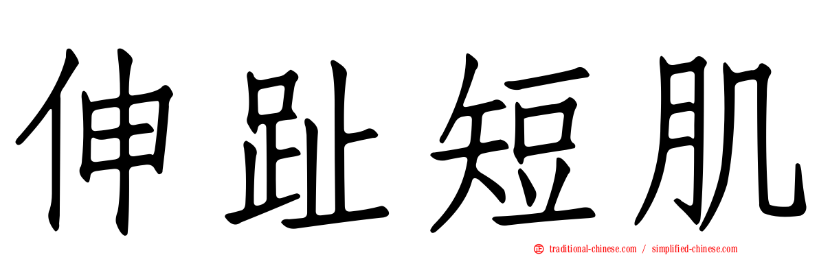伸趾短肌