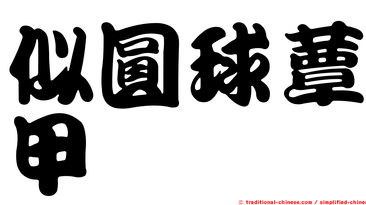 似圓球蕈甲