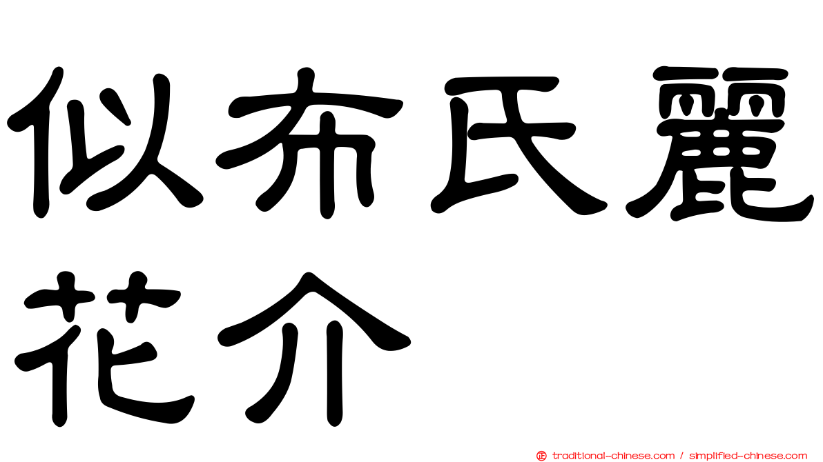 似布氏麗花介