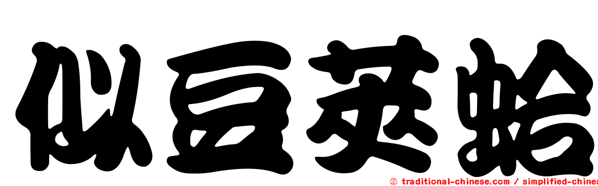 似豆莢蛤
