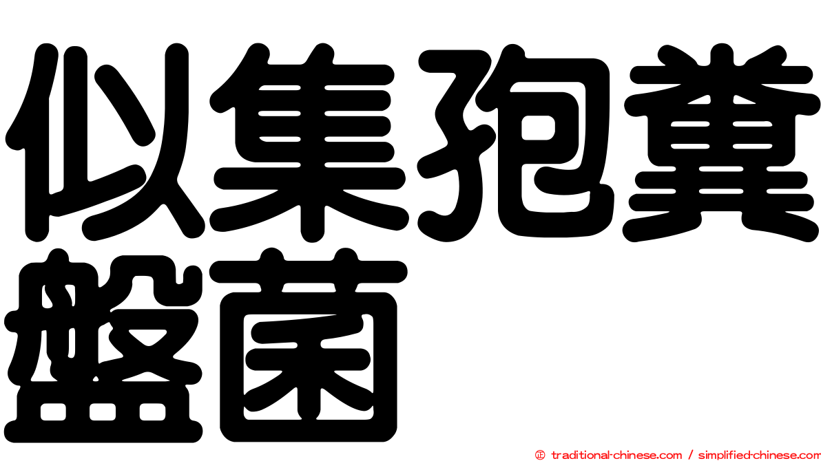 似集孢糞盤菌