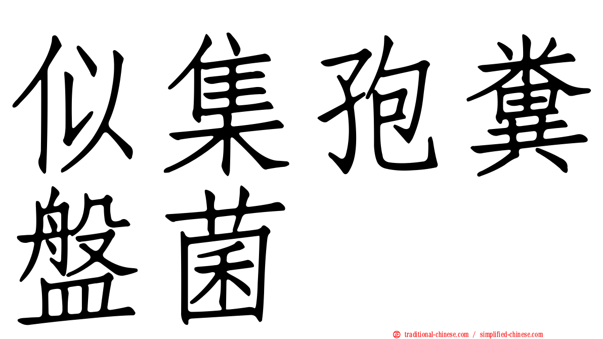似集孢糞盤菌