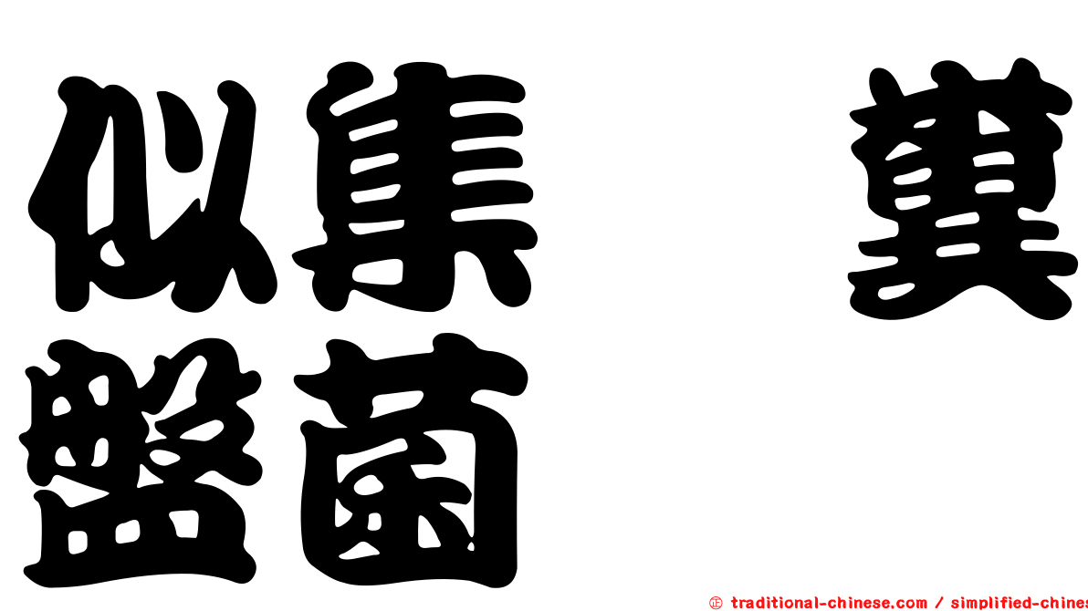似集孢糞盤菌