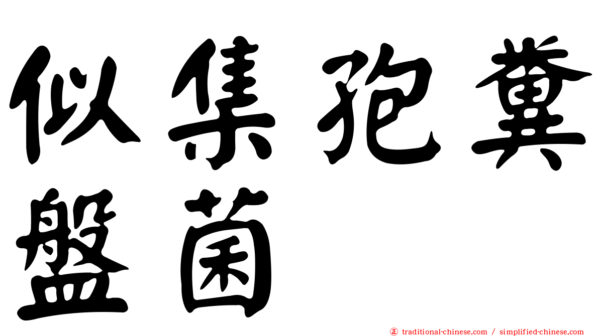 似集孢糞盤菌