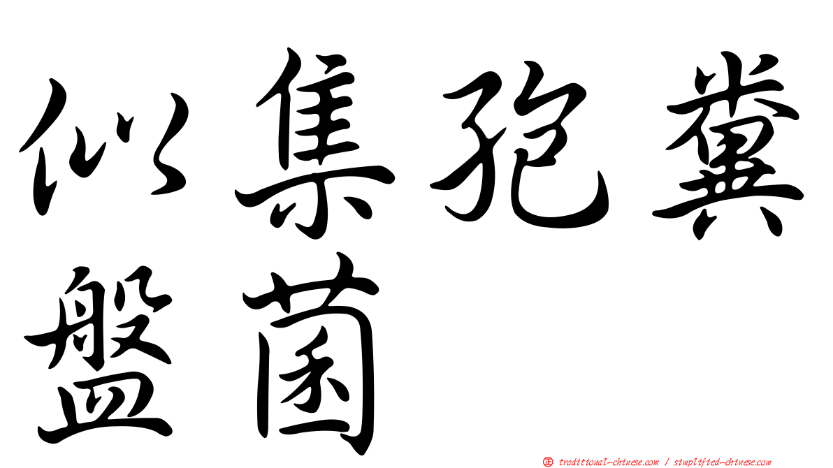 似集孢糞盤菌