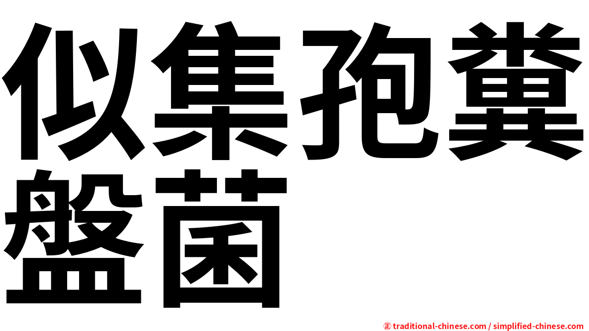 似集孢糞盤菌