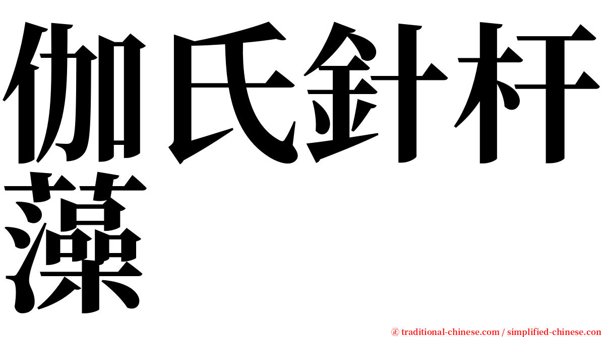 伽氏針杆藻 serif font