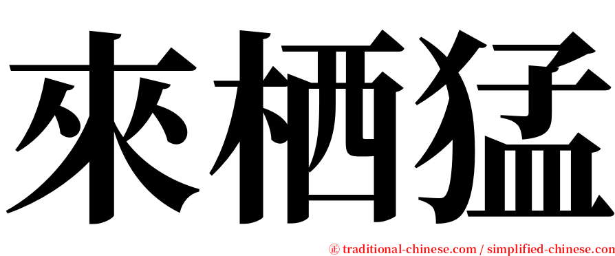 來栖猛 serif font