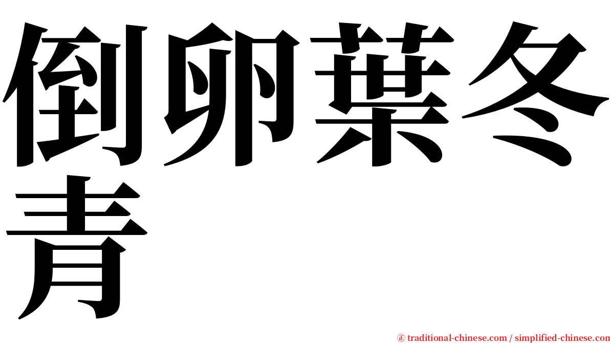 倒卵葉冬青 serif font