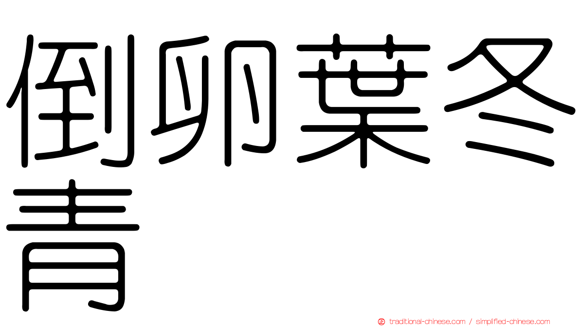 倒卵葉冬青