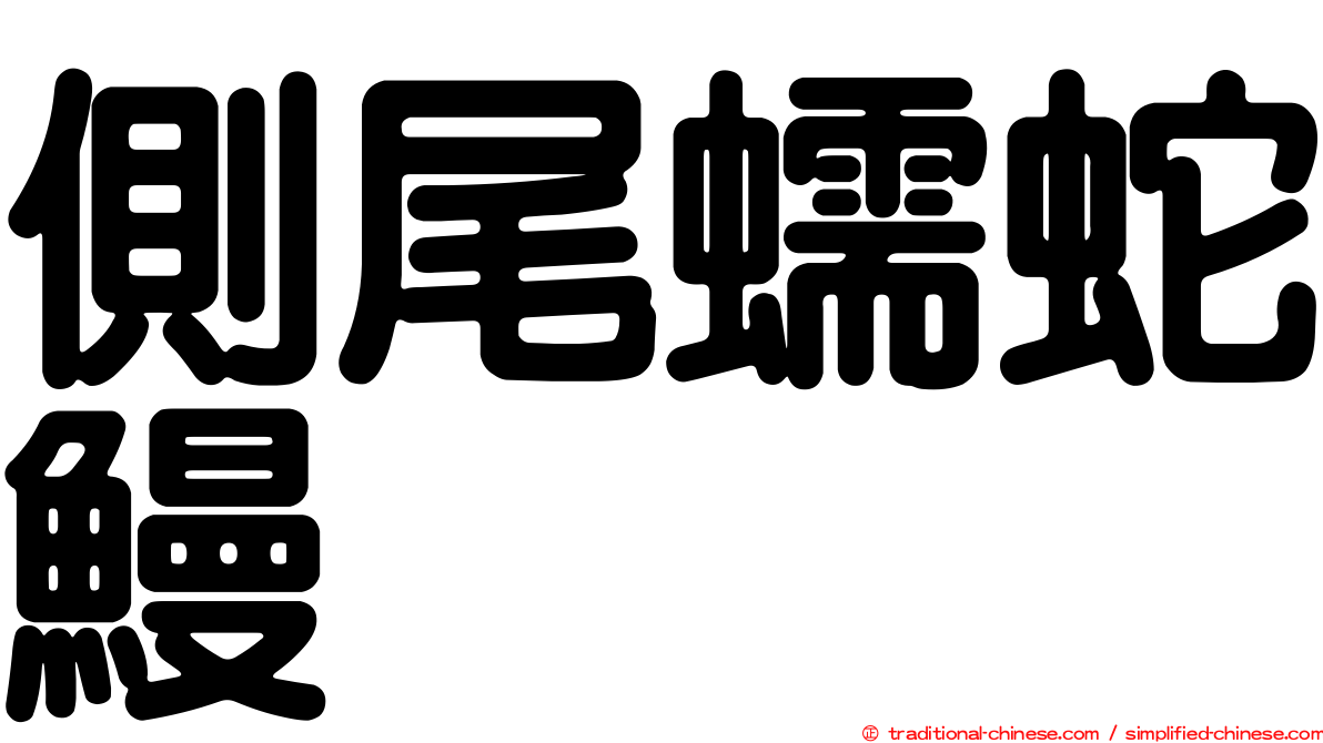 側尾蠕蛇鰻