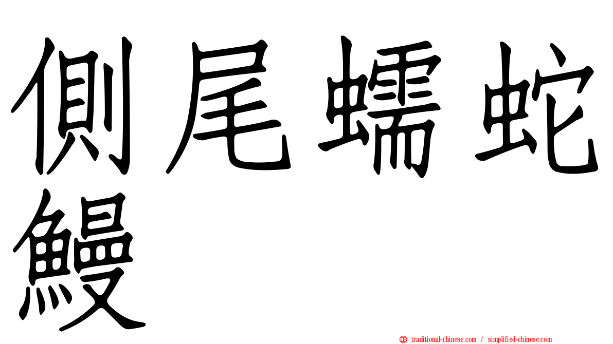 側尾蠕蛇鰻