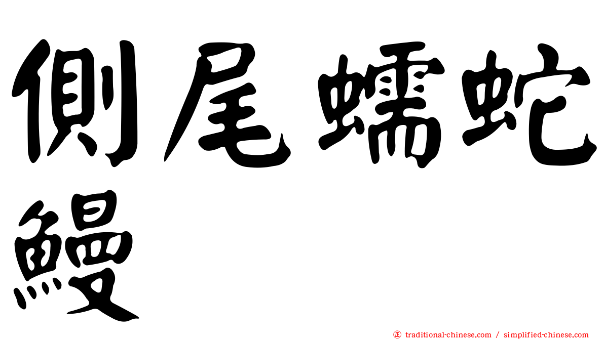 側尾蠕蛇鰻