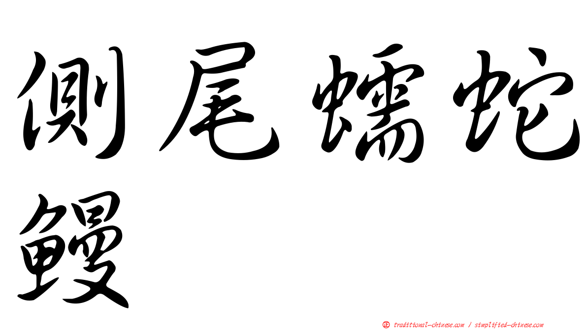 側尾蠕蛇鰻