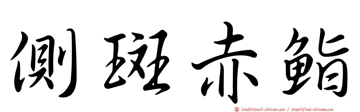 側斑赤鮨