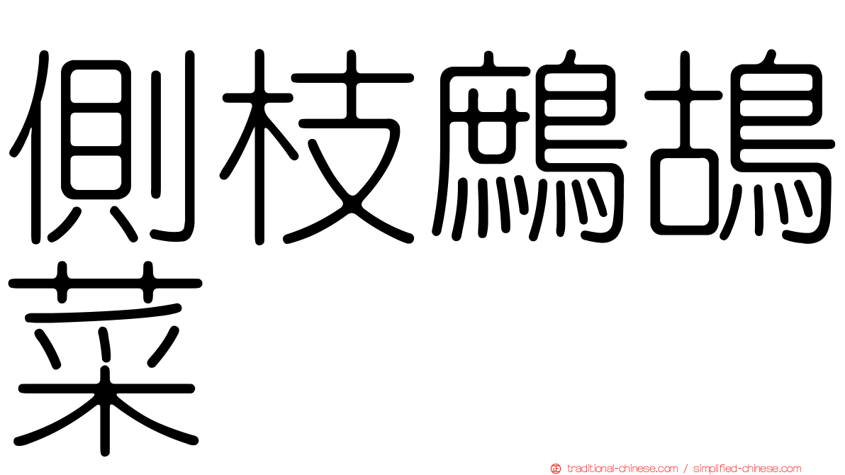 側枝鷓鴣菜