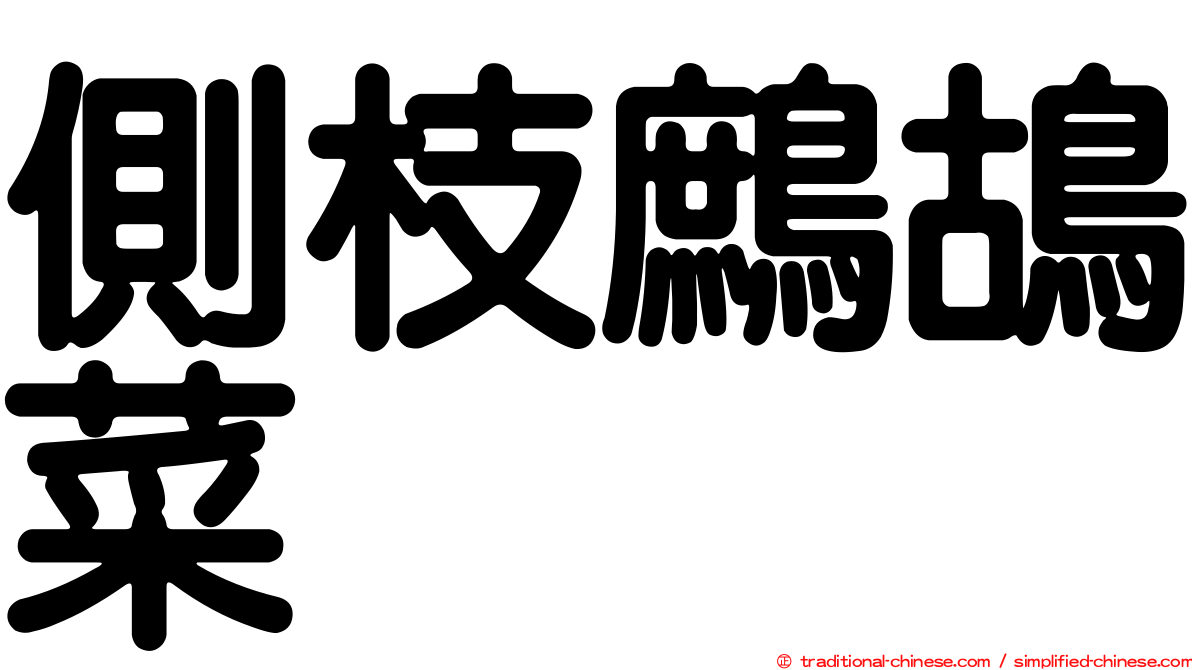 側枝鷓鴣菜