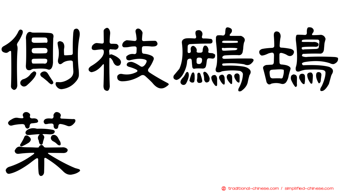 側枝鷓鴣菜