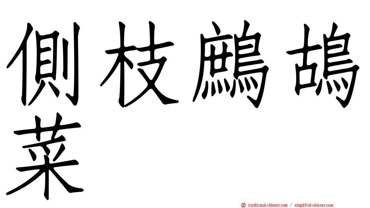 側枝鷓鴣菜