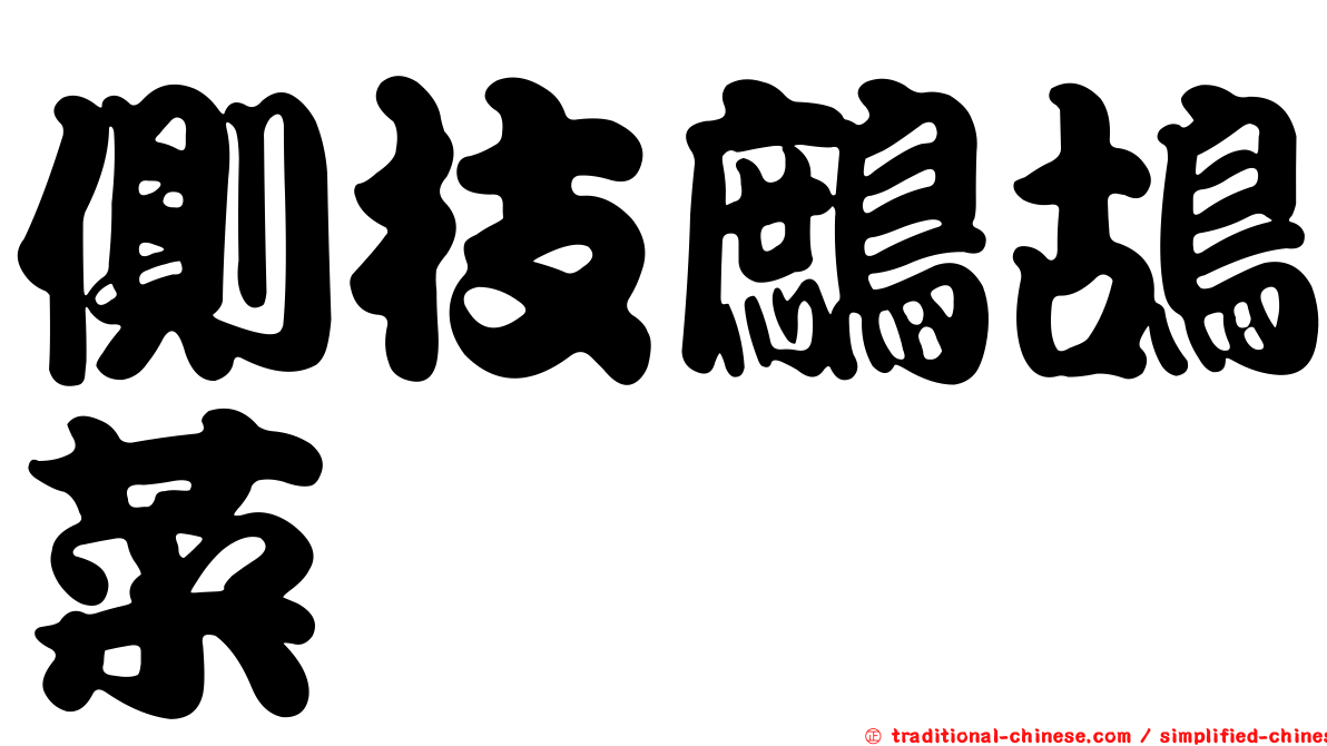 側枝鷓鴣菜